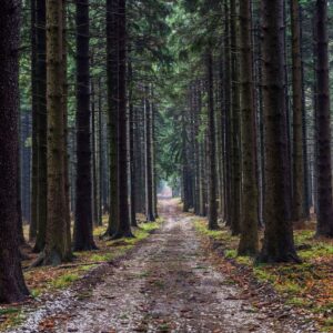 A road through a forest.