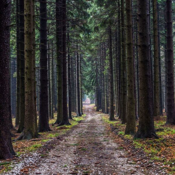 A road through a forest.